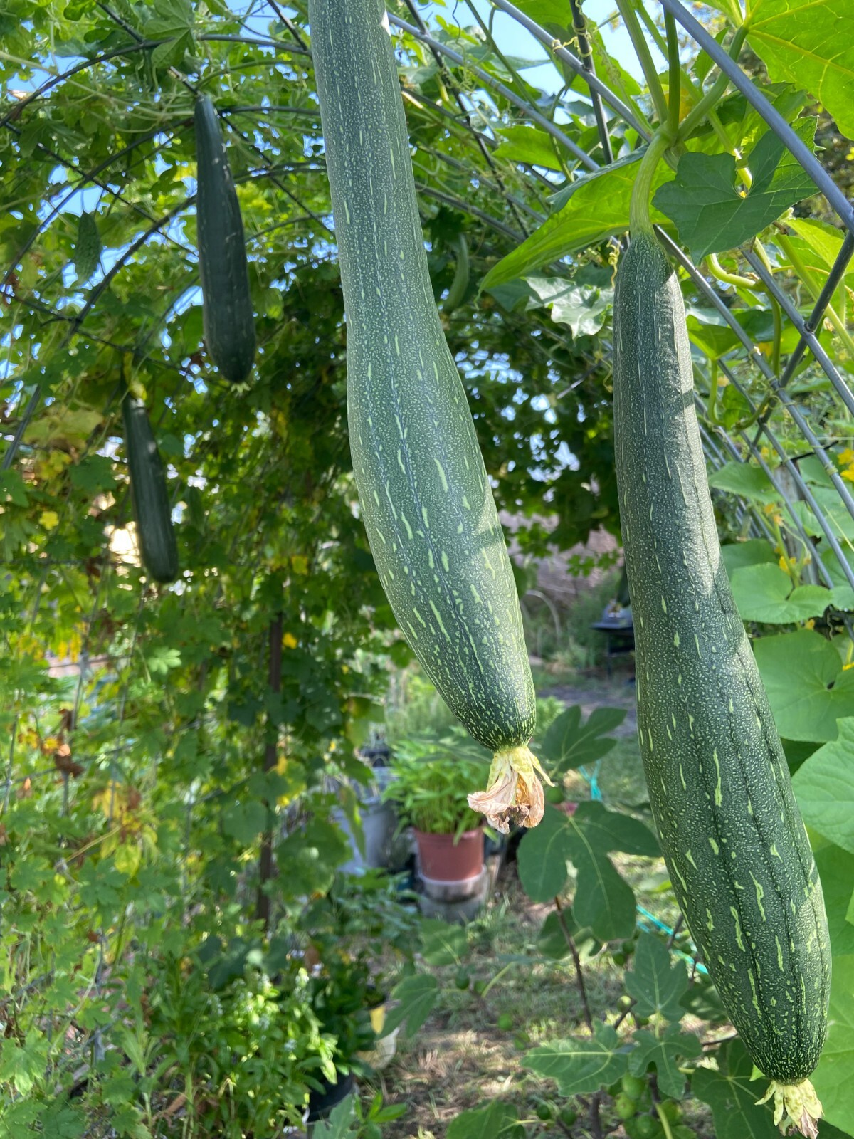 LUFFA GOURD – 15 Fresh Seeds – FREE Shipping