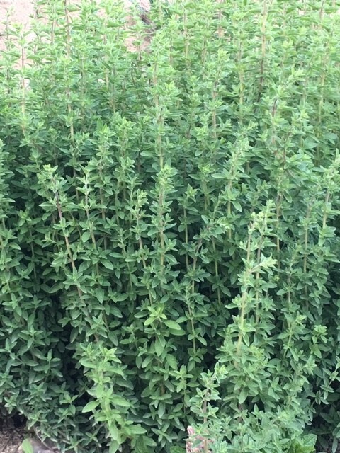 Fresh Cut Home Grown Herbs: Rosemary, Lavender, Garlic Chives, Oregano, Rue, Mar