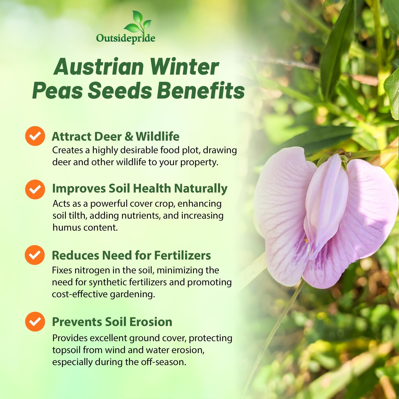 10 LBS Austrian Winter Peas Cover Crop Seeds