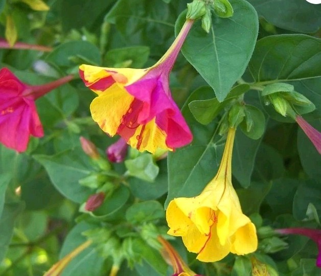 Four O’Clock Multicolo (Seeds) Mirabilis jalapa,Pink And yellow