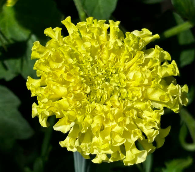African Marigold KILIMANJARO MIX White, Yellow, Cream Tall Non-GMO 100 Seeds!