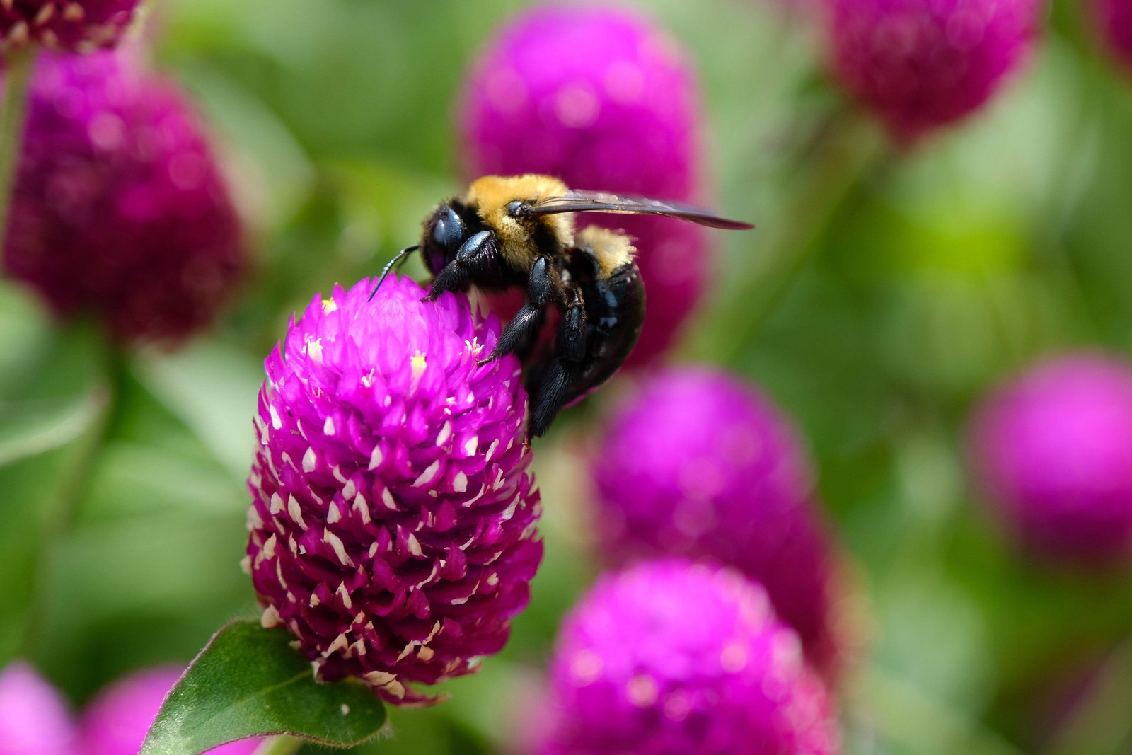 50 GLOBE AMARANTH MIX Gomphrena Globosa Mixed Colors Amaranthus Flower Seeds