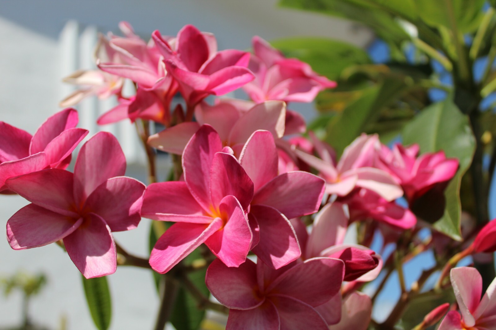 Plumeria Seeds 5 Count Florida Keys Sunset Pink With Orange Eye Franipangi