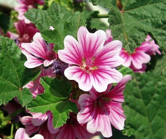ZEBRA MALLOW 100 SEEDS, WHITE w/PURPLE, ZEBRA STRIPED FLOWERS, MALVA SYLVESTRIS