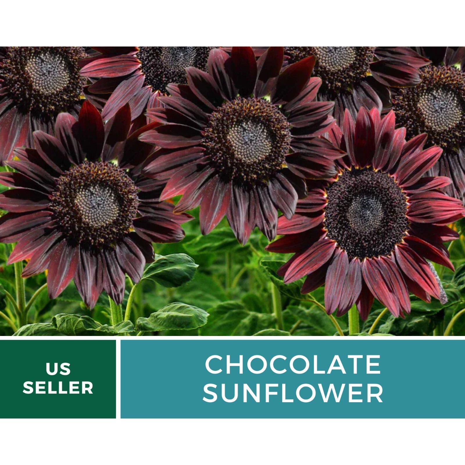 Sunflower, Chocolate – Heirloom Seeds – Fall Colors (Helianthus annuus)