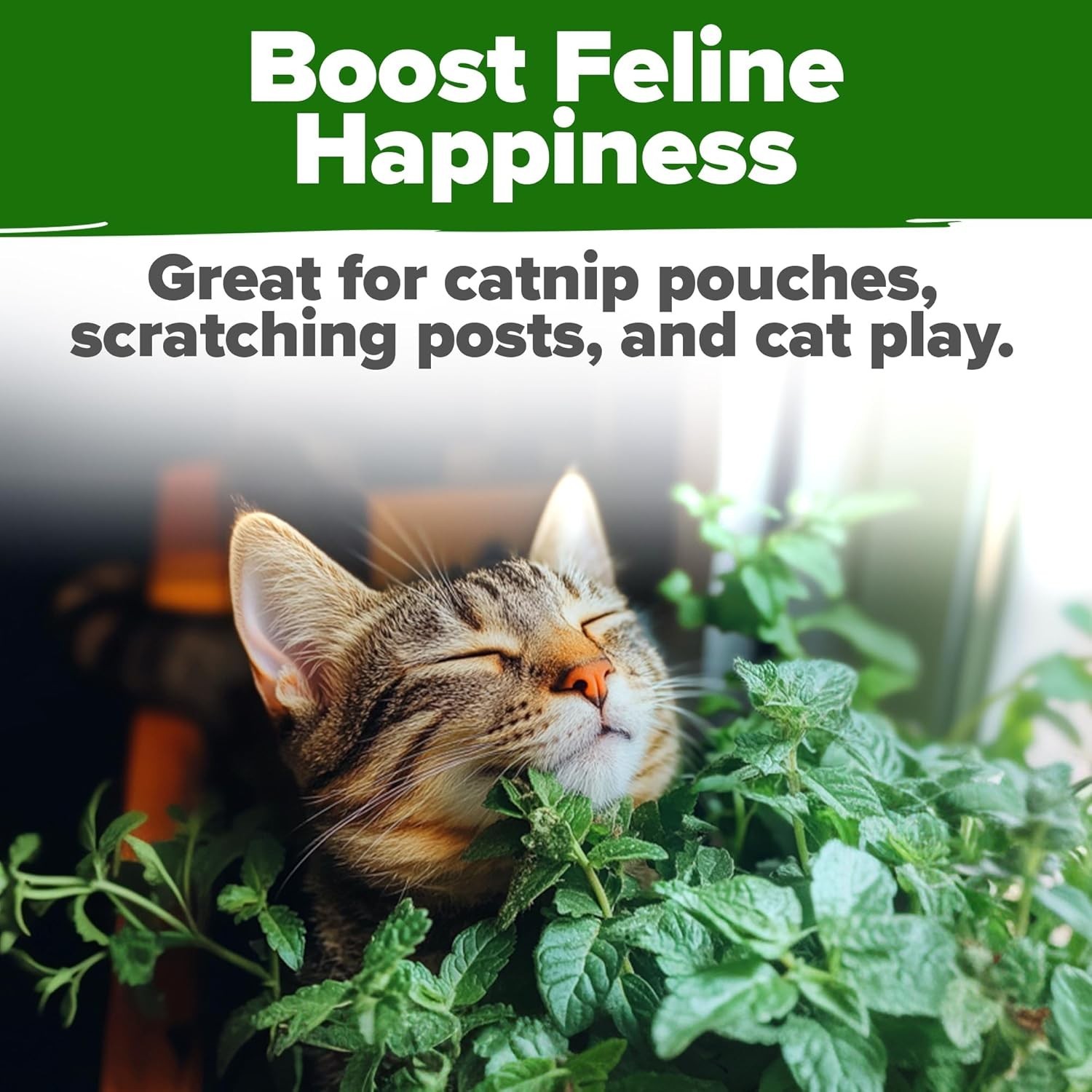Pet-Friendly Catnip Seeds Bulk: 2,116 Non-GMO Heirloom Seeds with Grow Guide