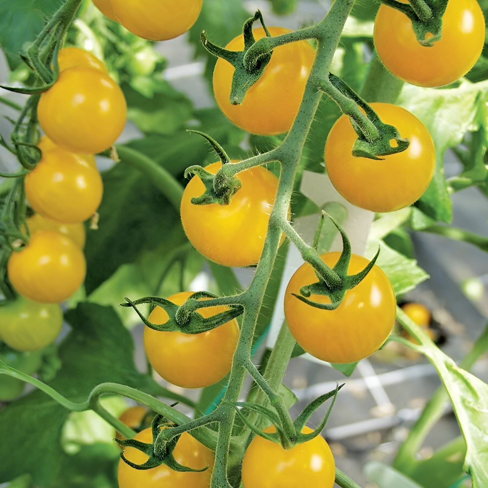 100 Heirloom Large Yellow Cherry Tomato Seeds – Egg Yolk – 1oz Sweet High Yields