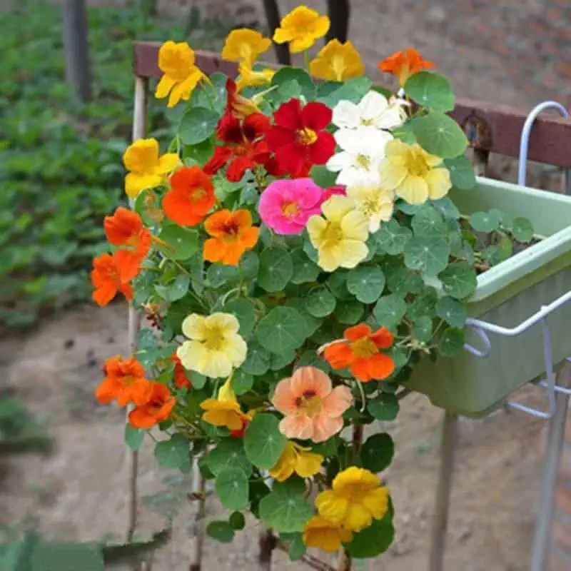 Nasturtium tall SINGLE blend Fragrant Hummingbirds 25 Seeds
