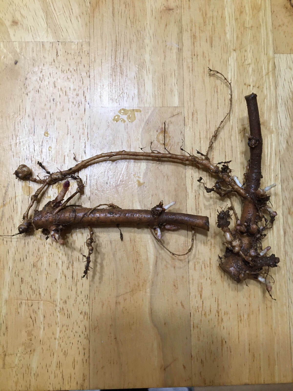 Start This Year’s Crop Today. 12 Organic Cascade Hop Rhizomes, $60.00