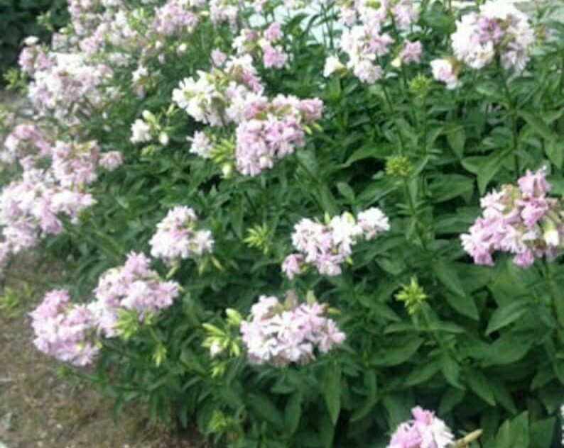Soapwort Seeds (saponaria officinalis), organic
