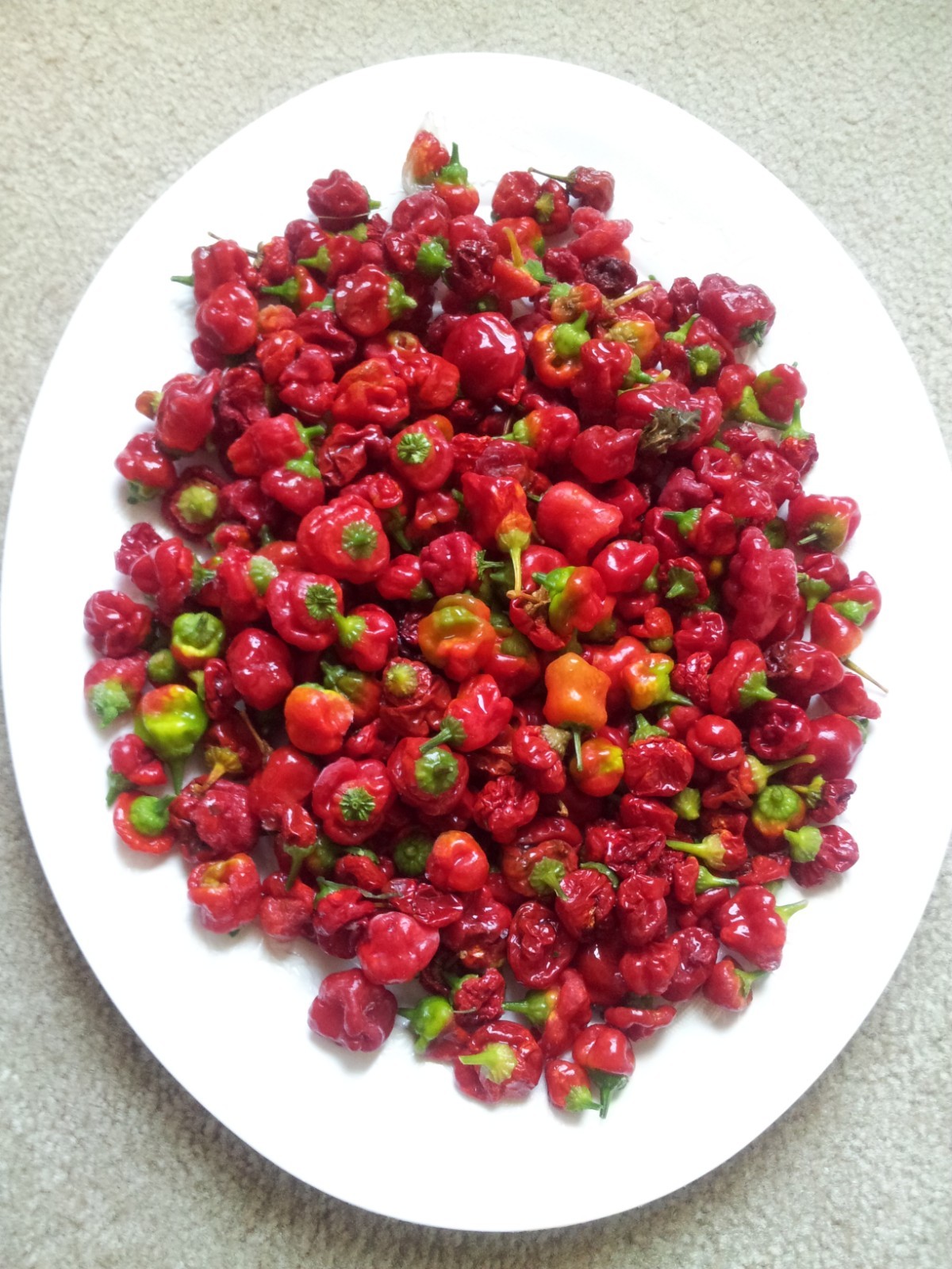 50 Red Jamaican Scotch Bonnet Pepper Seeds Heirloom NON-GMO. Super Prolific