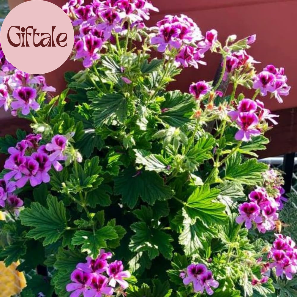 1600 Citronella Plant Seeds for Planting – Non-Gmo Mosquito Plant Seeds- Citrone
