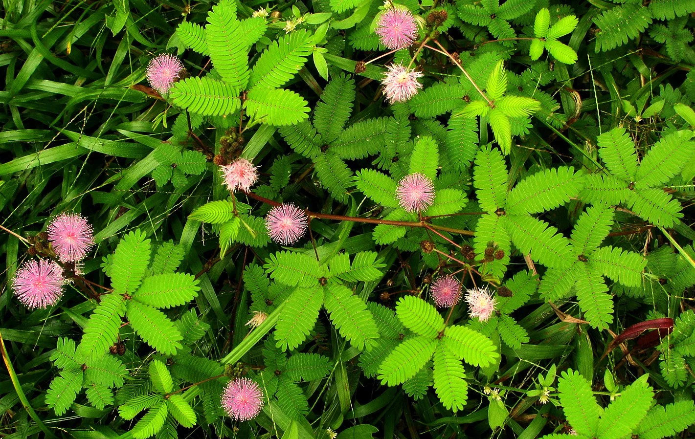 Sensitive Plant (Shameplant) Seeds – For 2025 Planting React To Touch