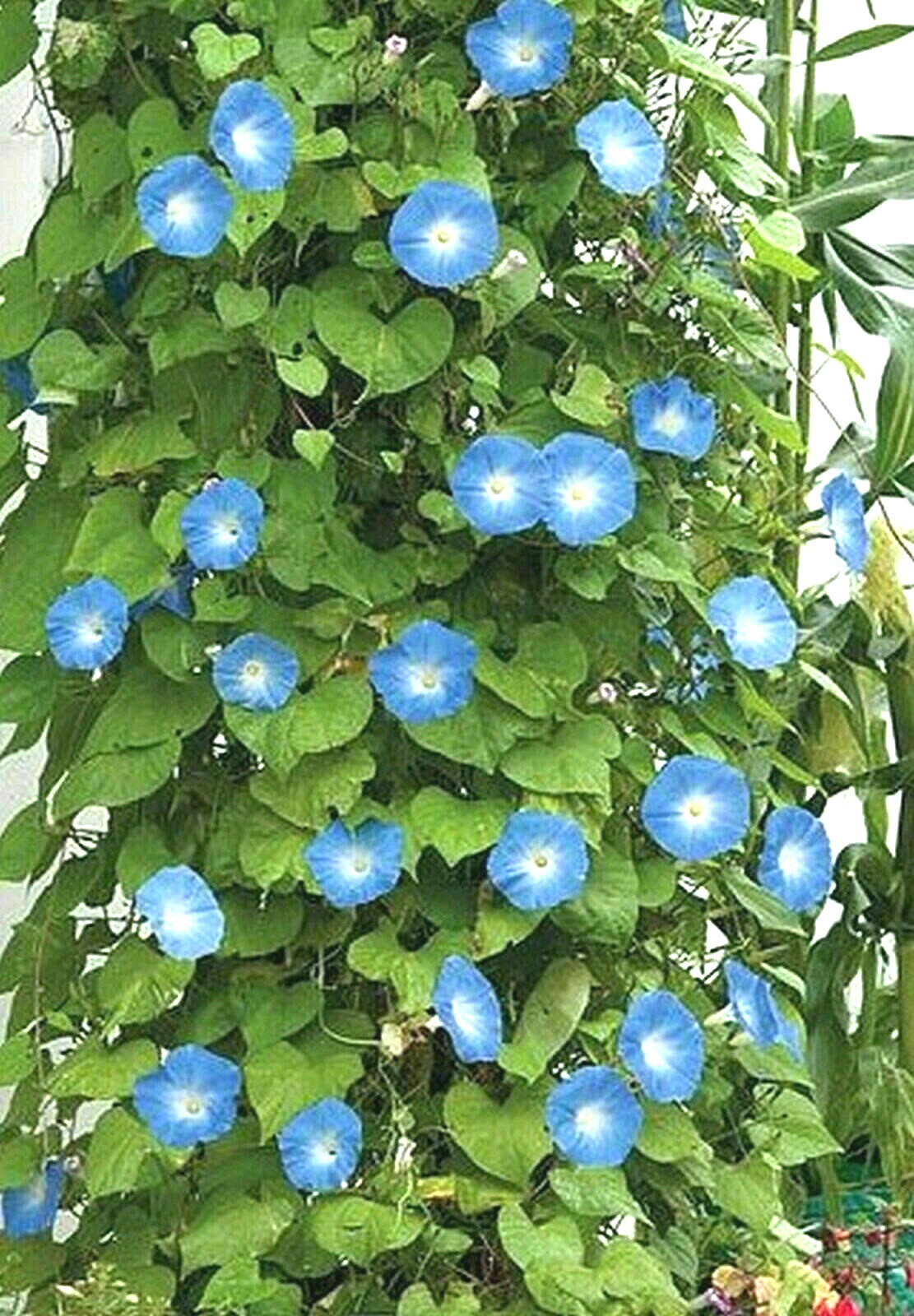 335 Heavenly Blue Morning Glory Refrigerated Seeds~Fresh Crops-No Poison Coating