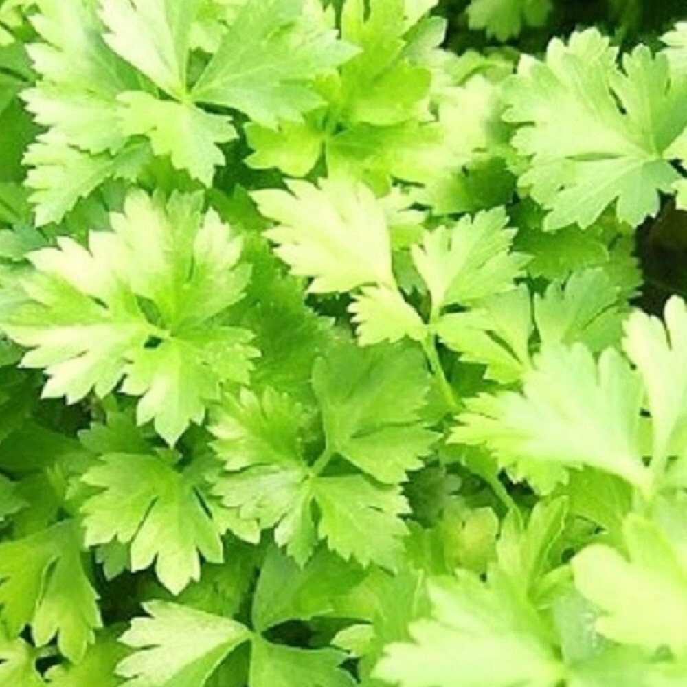 Italian Parsley Green Flat Leaf Seeds | NON-GMO | Heirloom | Fresh Garden Seeds