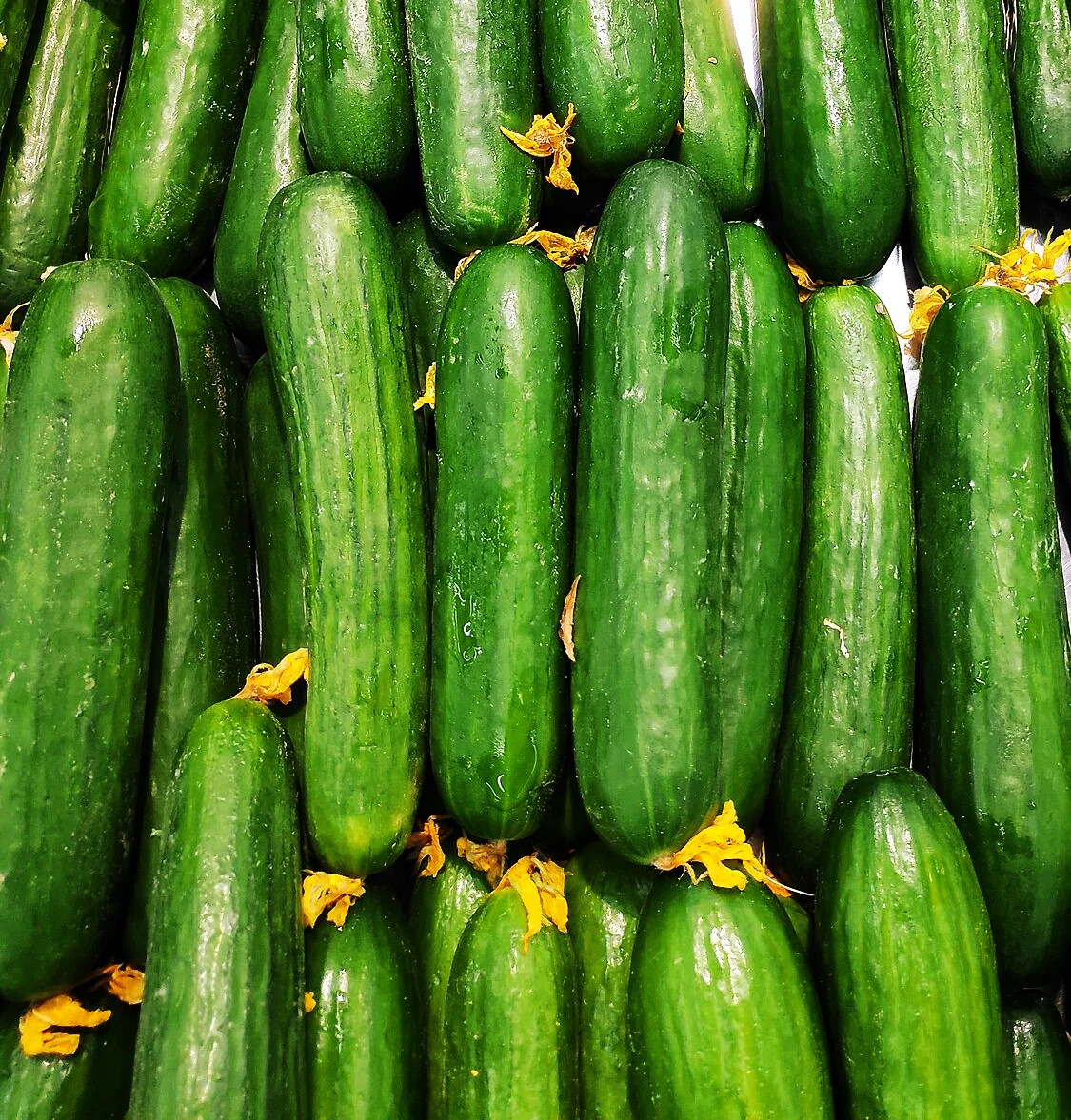 Diva Seedless Persian Cucumber Seeds – For 2026 Planting AAS Winner Thin-Skinned