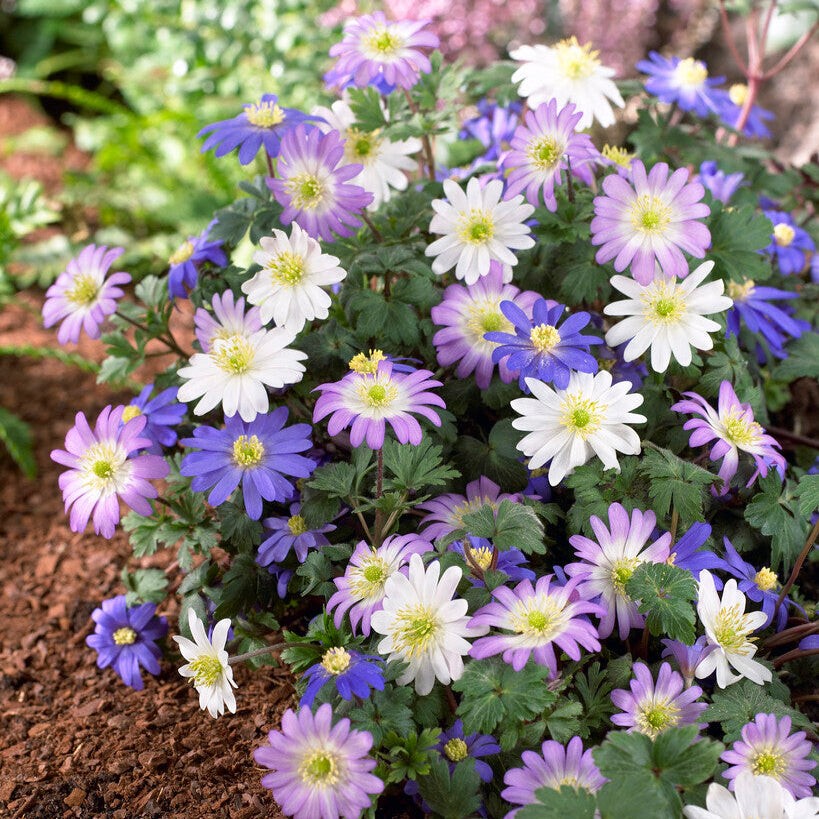 Anemone Blanda Flutter Mix 60 Plant Bulbs, Spring Flowers Bloom in Sun
