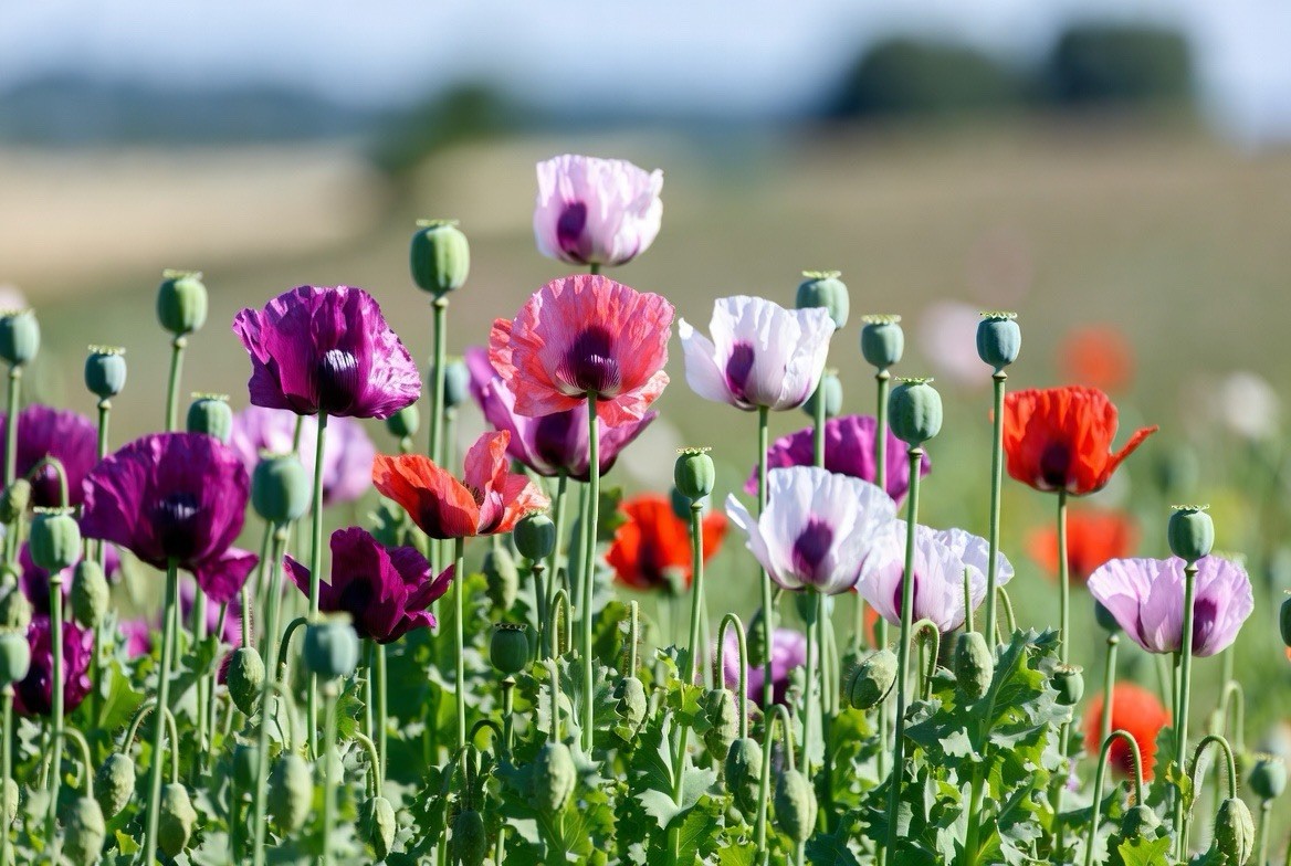 Poppy Blend – Mixed Colors Assorted – Papaver Somniferum – Variety Pack