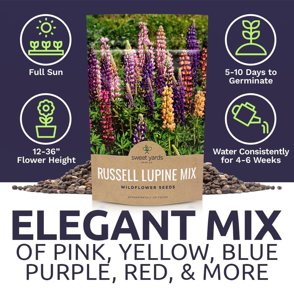 Russell Lupine Seeds – Bulk Quarter Pound Bag – Over 5000 Open Pollinated Non…