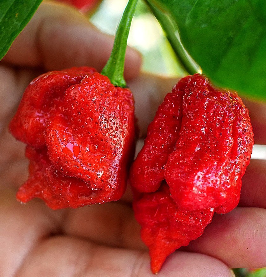20 Super-Hot Moruga Red Scorpion Premium | NON-GMO | Pepper Seeds-B 55