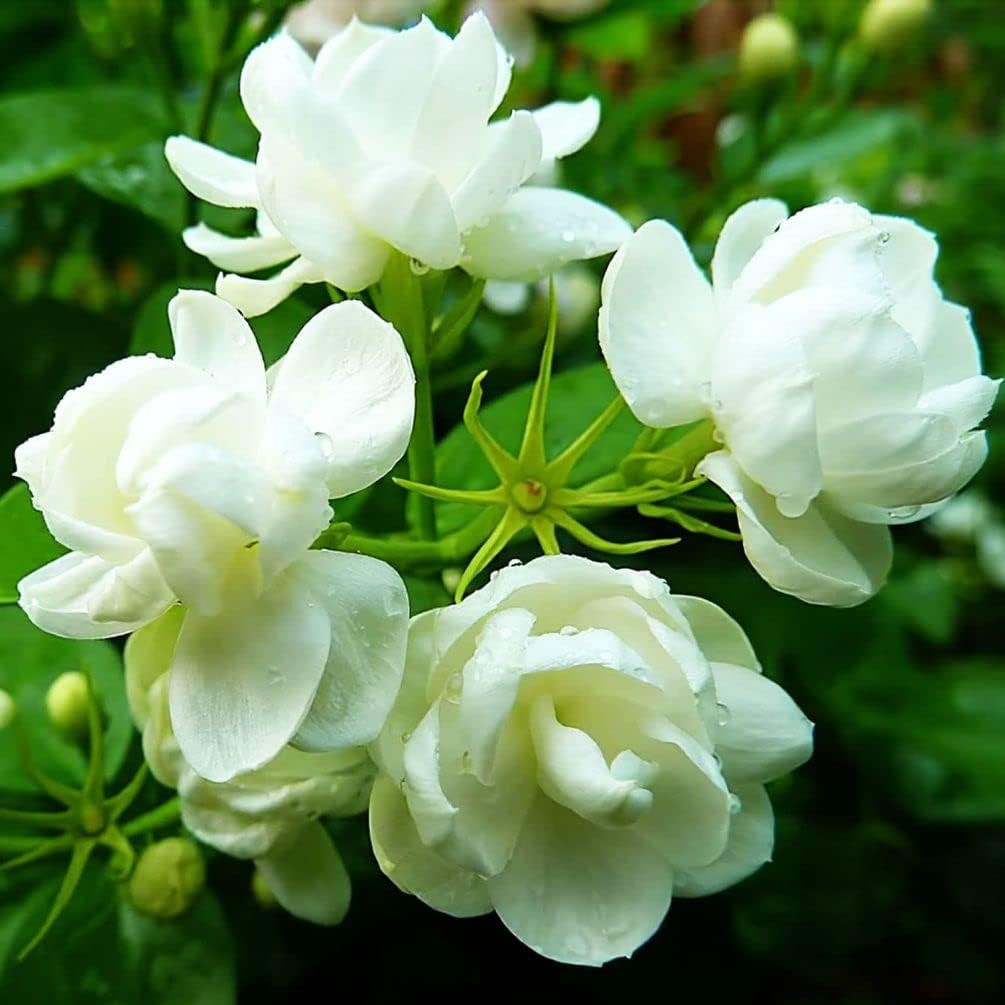 50 Pcs Jasmin Seeds for Planting Fragrant Flower Home Jasmin1