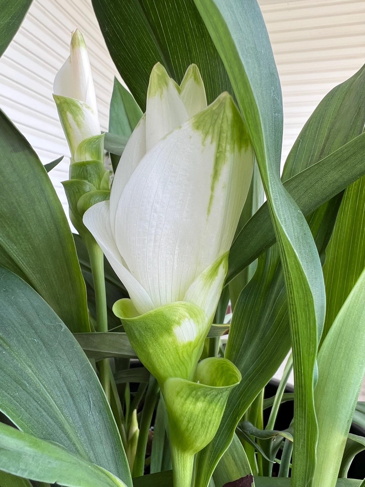 White with Green Tips Curcuma Comosa – US Seller