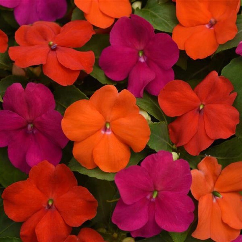 Impatiens Seeds 50 Beacon Sanibel Mix Walleriana