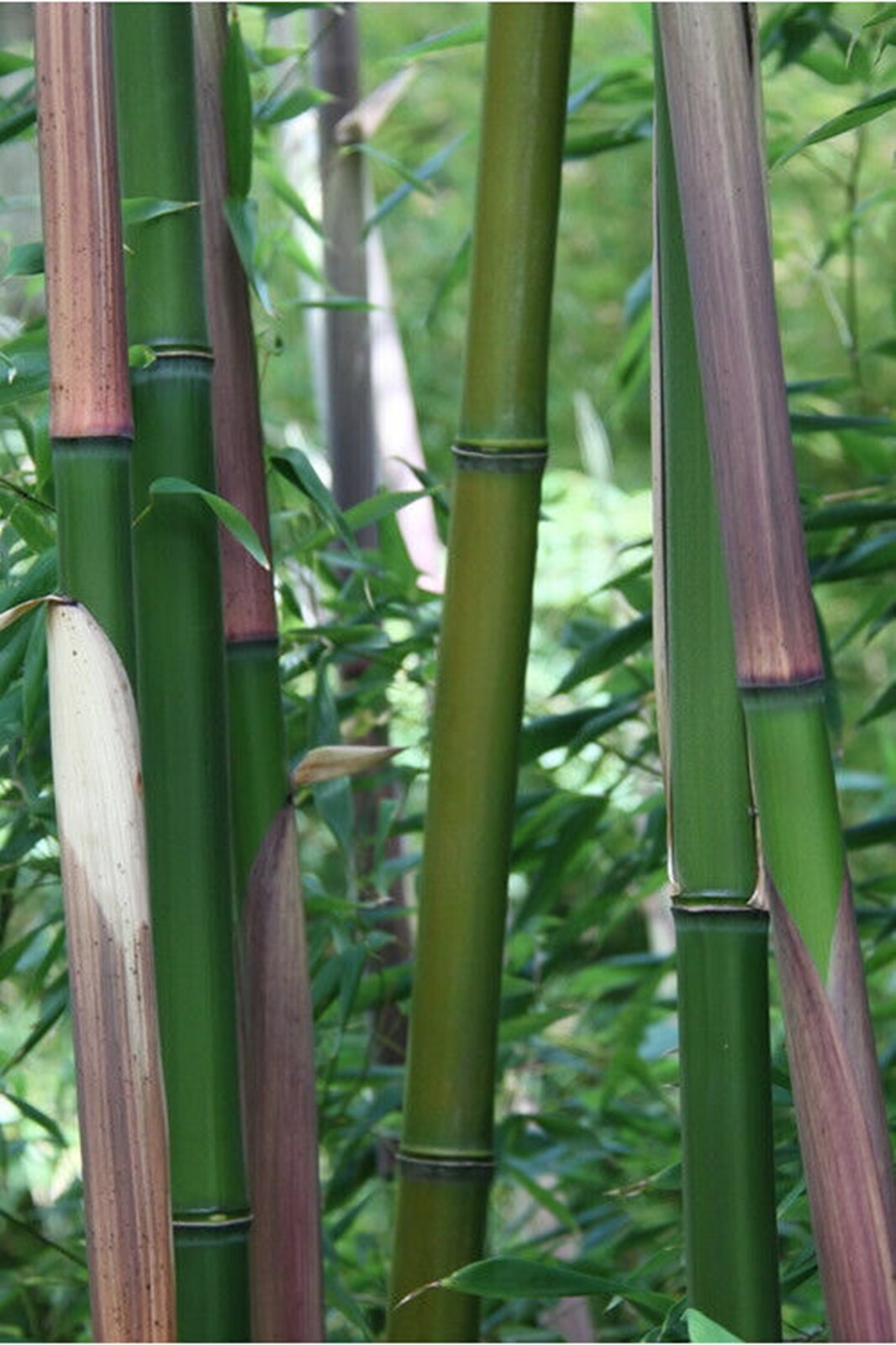 100 Red Margin Bamboo Seeds Perennial Seed Ornamental Privacy Shoots US SELLER