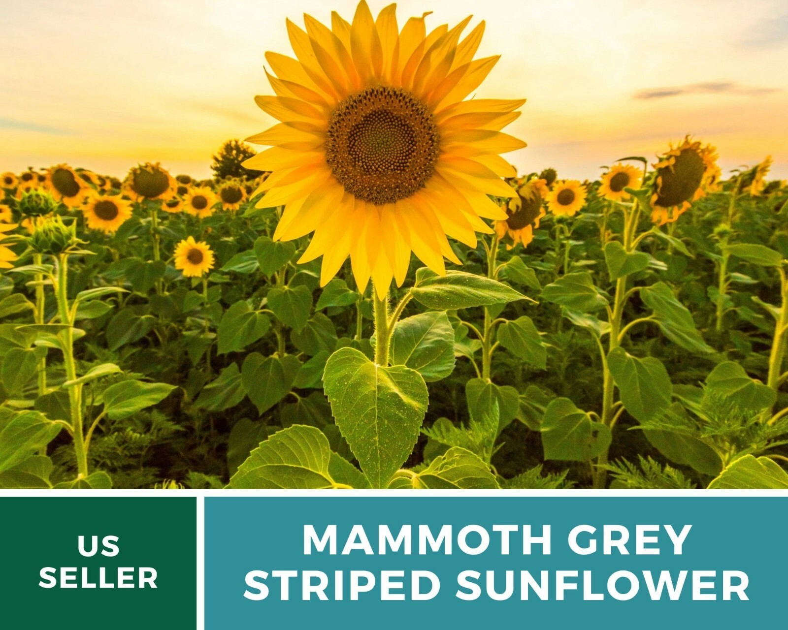 Sunflower, Mammoth Grey Stripe – Heirloom Seeds – Medicinal & Culinary – GMO Fr