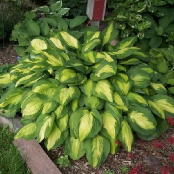 1 – CAPTAIN KIRK HOSTA BareRoot Perennial Plant * USDA Hardiness Zone: 3-9