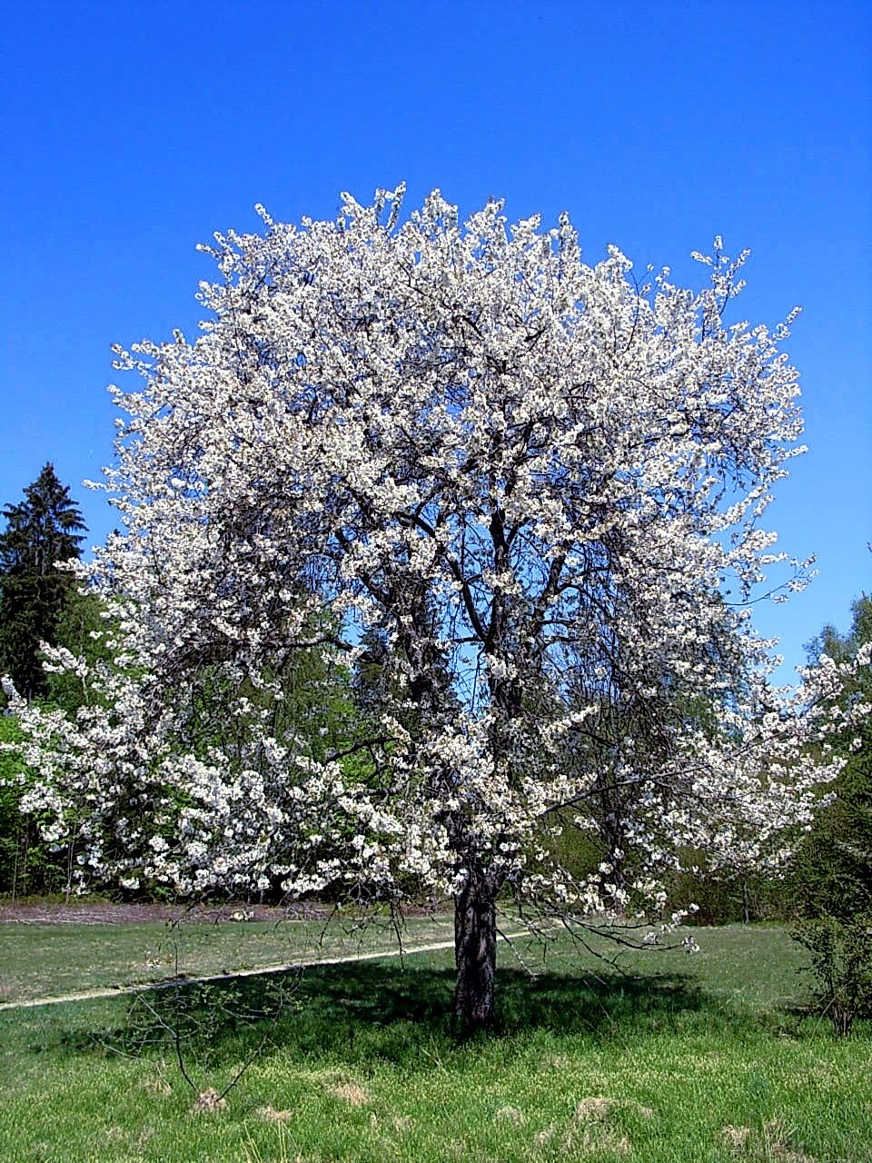 Sweet Mazzard Cherry Tree Seeds (Prunus avium) Edible Fruit, Fast, Hardy-Zone 4