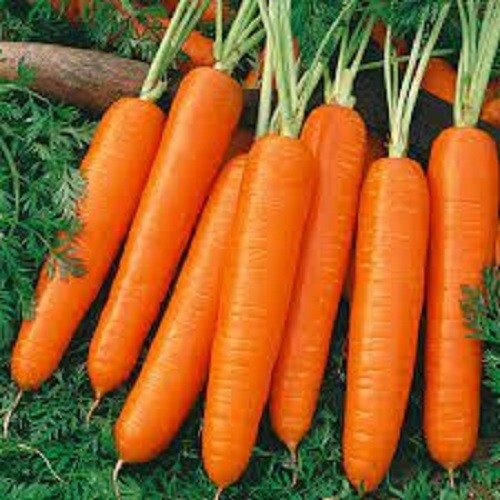 Premium Scarlet Nantes Carrot – Fresh Organic, Heirloom Seed – Most Popular Ever