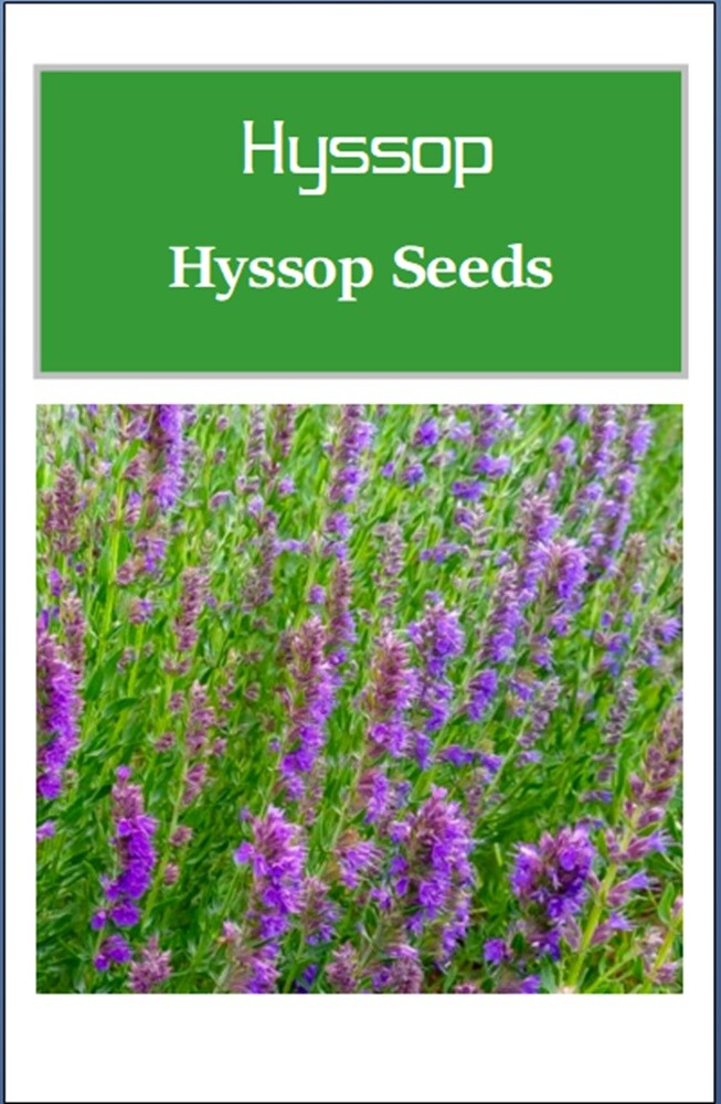 Hyssop Seeds | NON-GMO | Heirloom | Fresh Flower Seeds