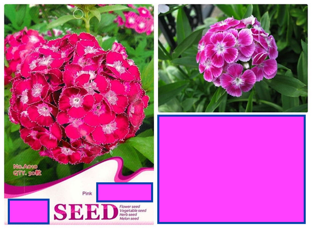 25pc CARNATION SEEDS Garden Plant Flower rare exotic USA seller FREE shipping