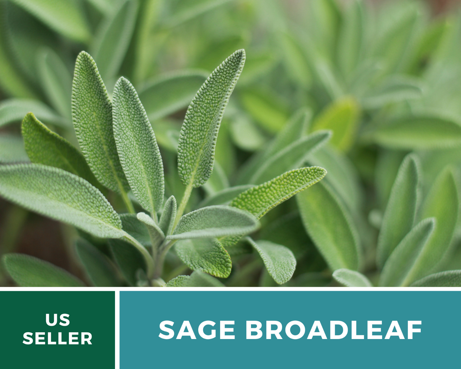 Sage – Broadleaf (Salvia Officinalis) – 100 seeds