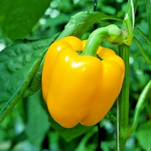 101+SUNBRIGHT Yellow Sweet BELL PEPPER Seeds Organic Vegetable Garden Container