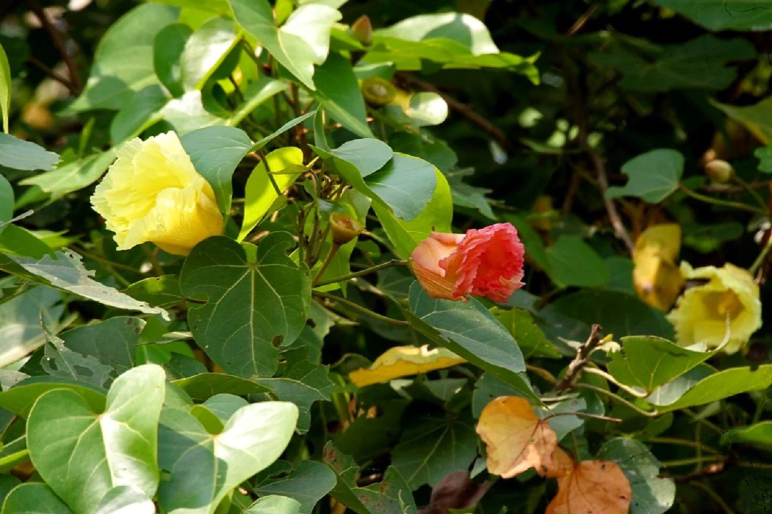 10 PORTIA TREE Yellow Pink Purple Flowers Change Color Thespesia Populnea Seeds