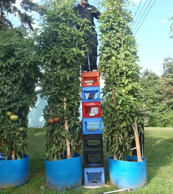 BULK * 200 *TOMATO TREE * TALLEST * LARGEST * HEAVY YIELD * EASY PICKIN !