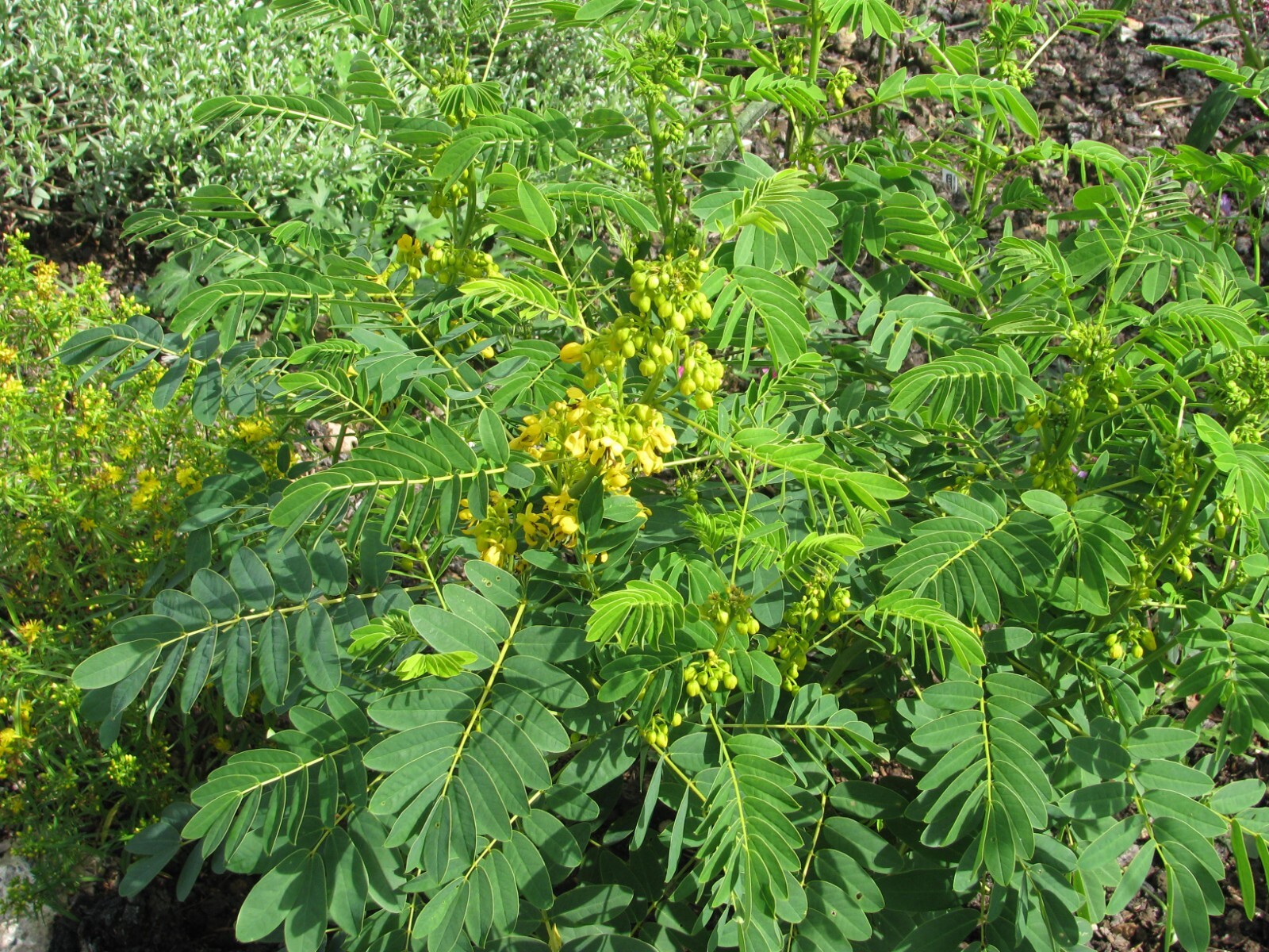 Senna hebecarpa 30 Seeds – American Senna