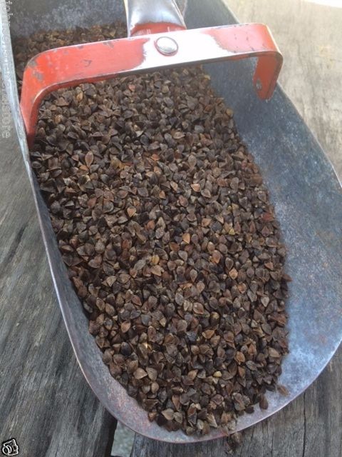 5 pounds Buckwheat Seeds For Bee Pasture Grain Crop Wildlife Cover Soil Erosion