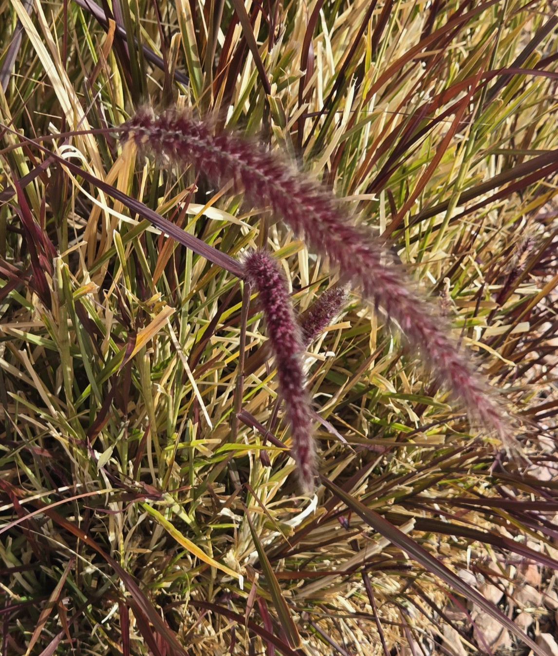 PURPLE FOUNTAIN GRASS, Ornamental Pennisetum Setaceum, Dark Burgundy (30 Seeds)