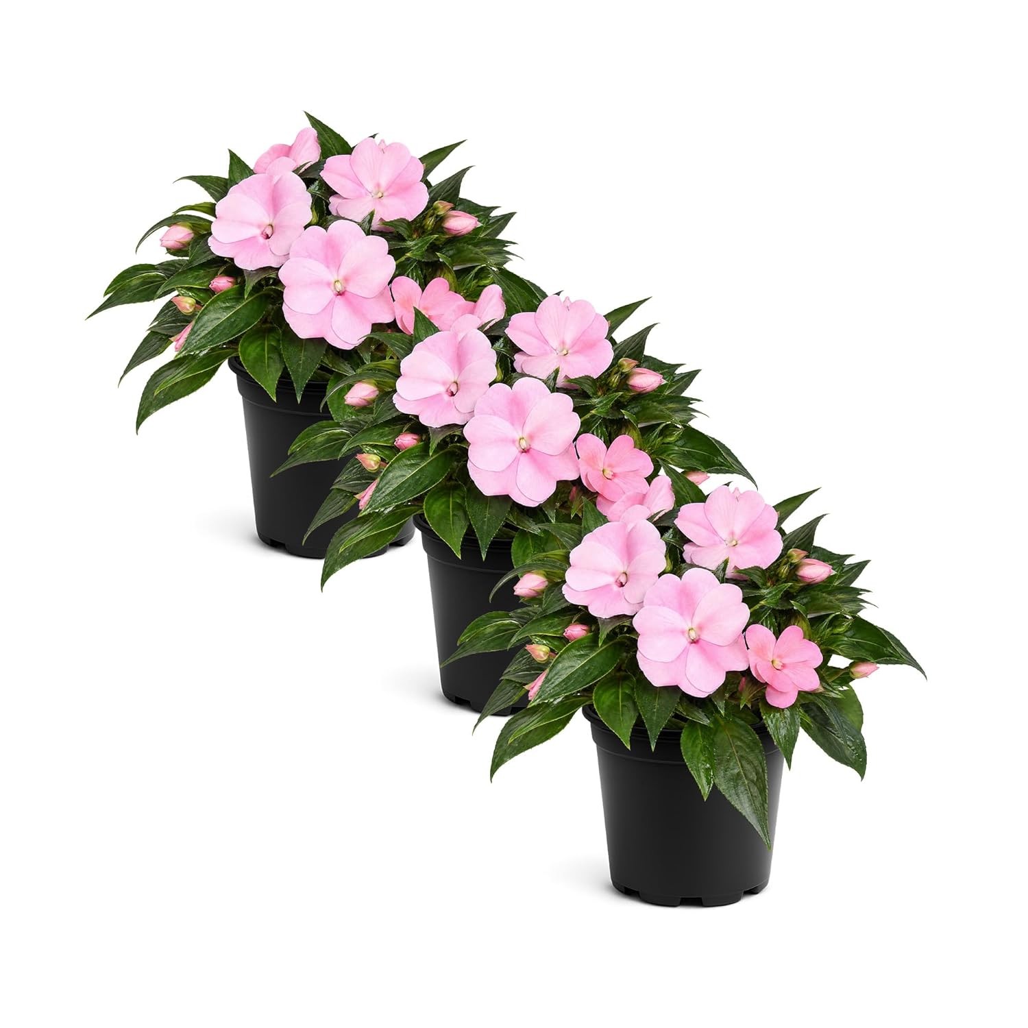 Live Flowering New Guinea Impatiens – Shades of Pink (3 Plants Per Pack) – Beaut