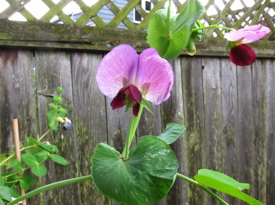Snow Peas – Dwarf Grey Sugar (Chinese Pea Pod), Pisum sativum (65 Days)