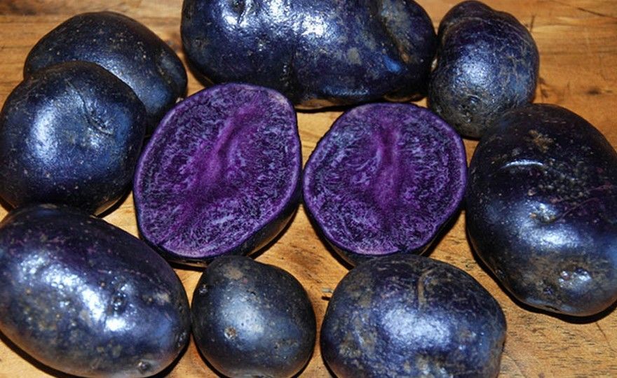 Very Rare True Potato Seeds TPS Purple Majesty Reds Blue Color Mix Potato Berry