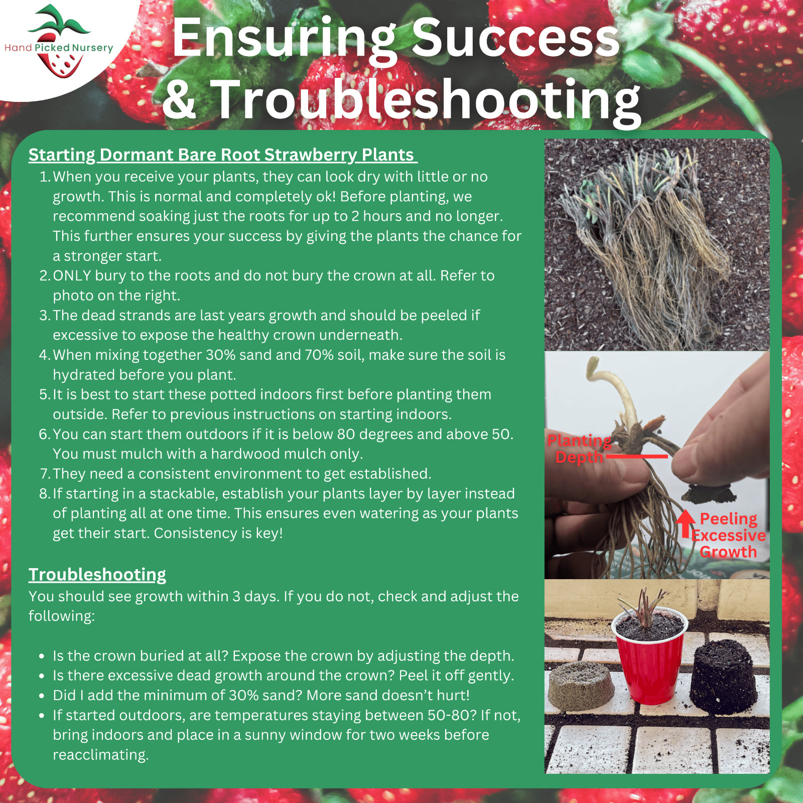 Albion Everbearing 25 Live Strawberry Plants, NON GMO,