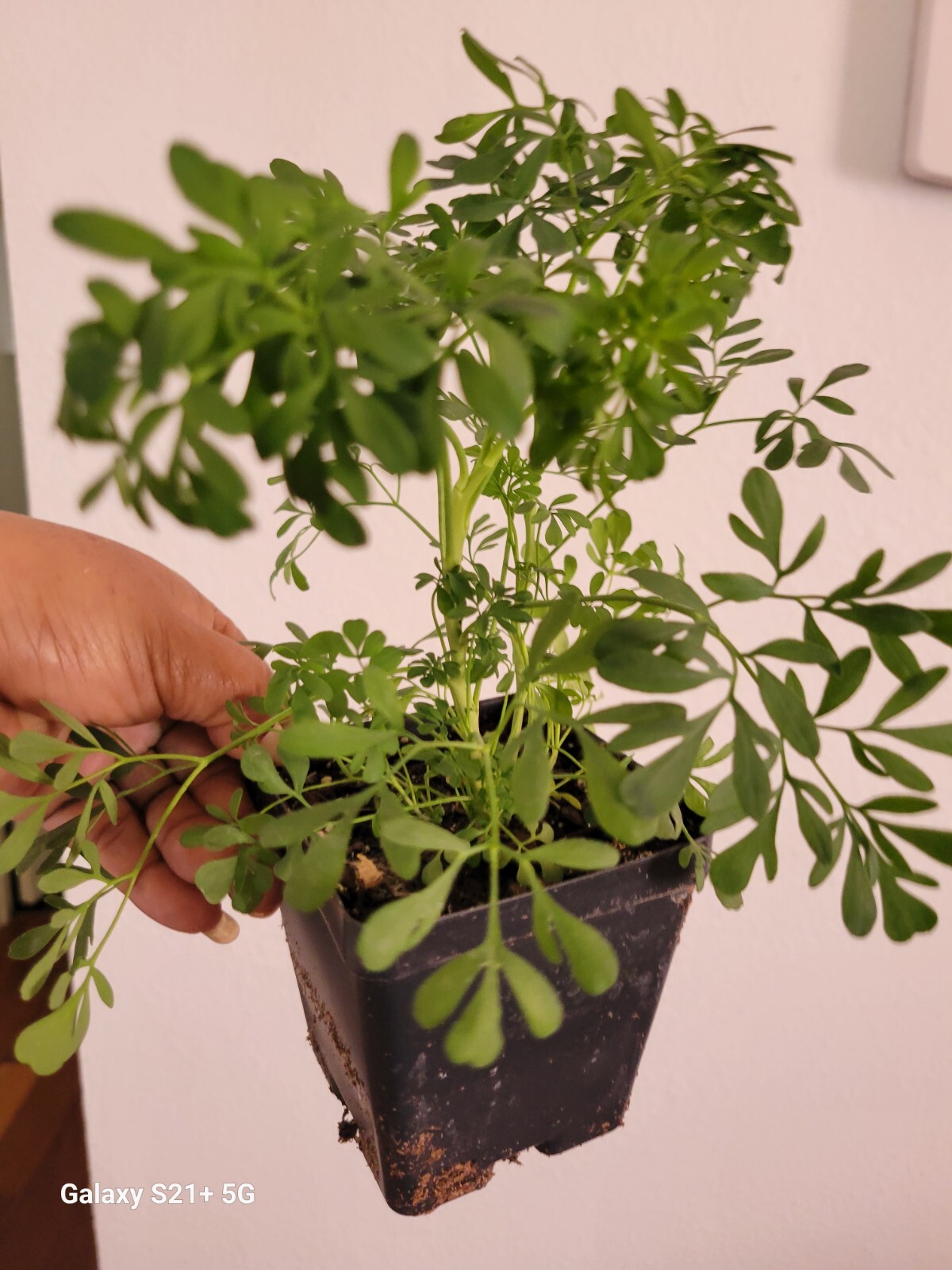 blue Rue Ruda, Ruta clean energy ,Planta de ruda macho para suerte Need Have 2