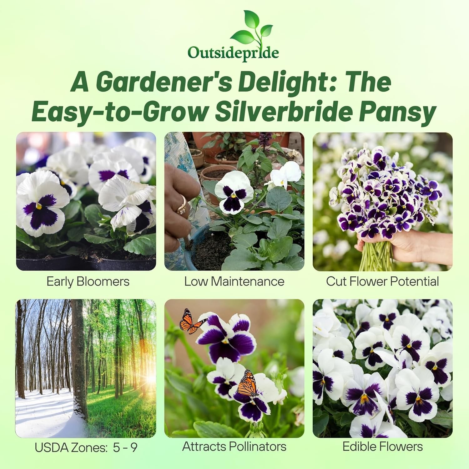 2000 Seeds Silverbride Pansy Seeds – Viola Flower Seeds