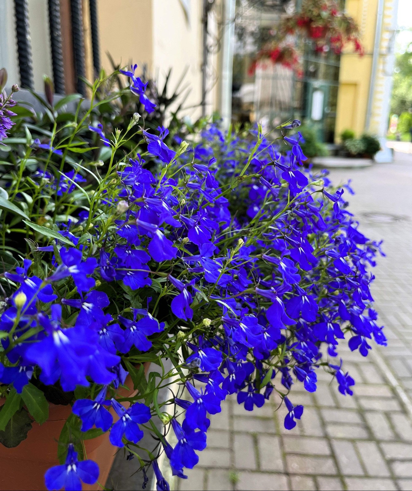 200 BLUE & WHITE HALF MOON LOBELIA Erinus Flower Seeds *Comb S/H