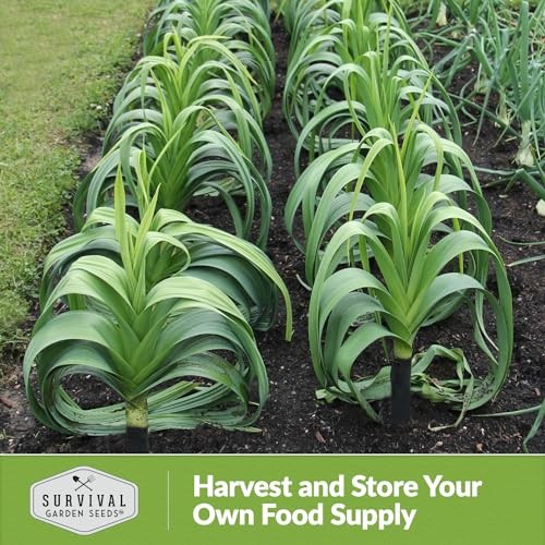 Giant Leek Seed for Planting – Packets with Instructions to Plant and Grow 5