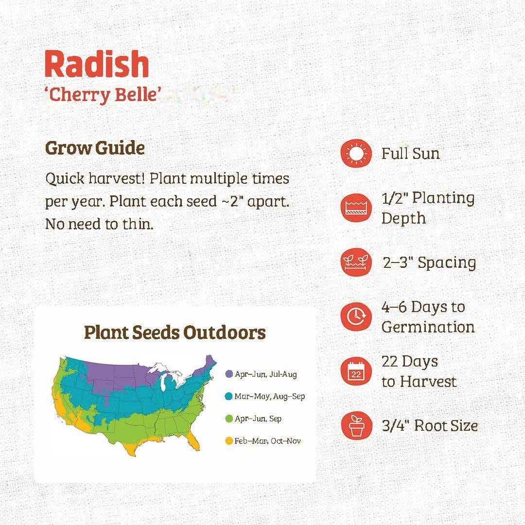 Radish Seeds – Fast Growing Heirloom Non GMO, Free Shipping, Cherry Belle